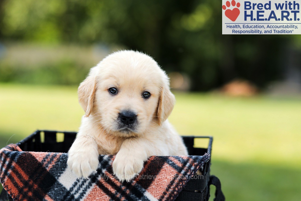 Dash Image of Dash, a Golden Retriever puppy