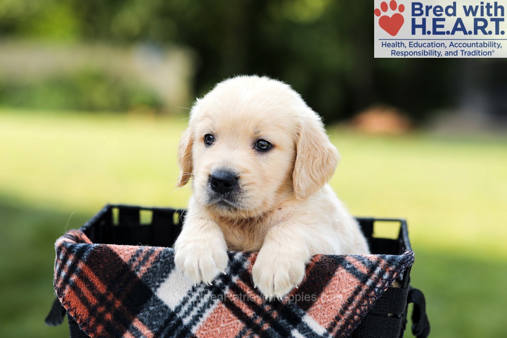 Dash Image of Dash, a Golden Retriever puppy