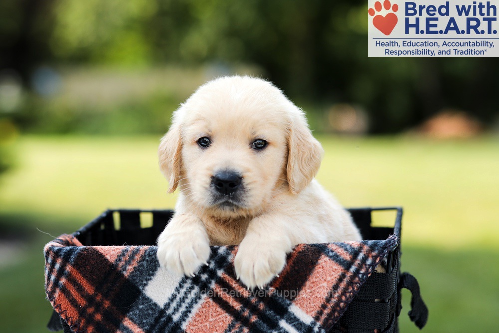 Dash Image of Dash, a Golden Retriever puppy