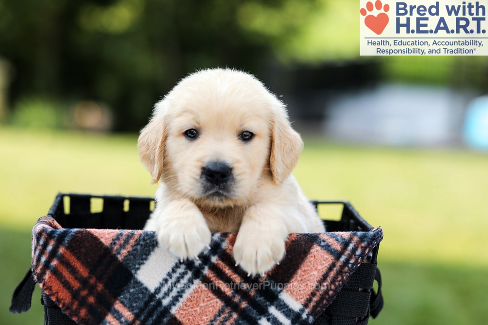 Dash Image of Dash, a Golden Retriever puppy