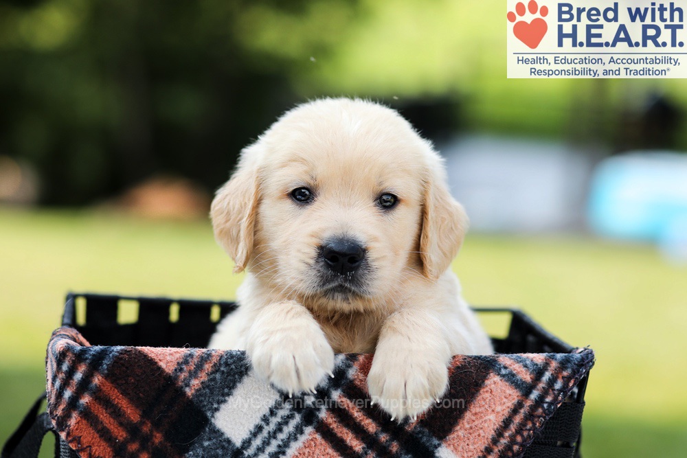 Dash Image of Dash, a Golden Retriever puppy