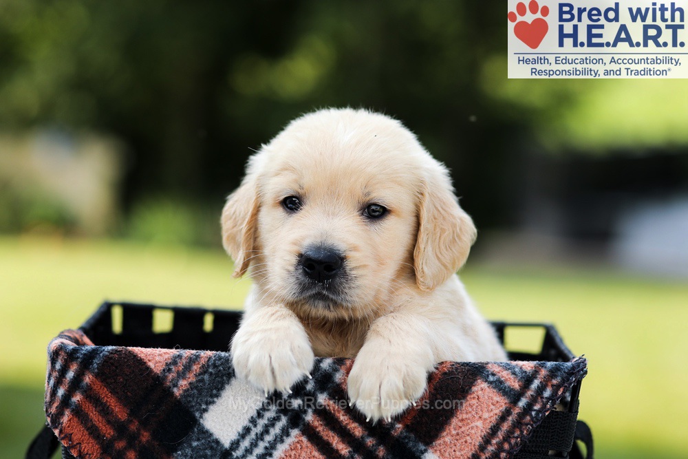 Dash Image of Dash, a Golden Retriever puppy