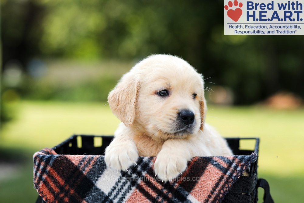 Dash Image of Dash, a Golden Retriever puppy