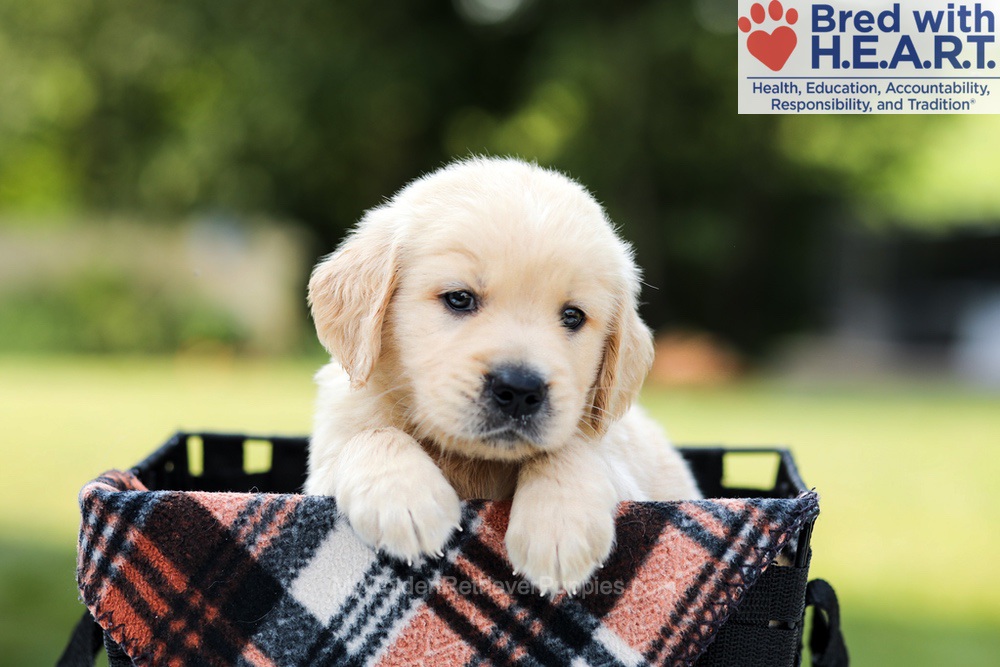 Dash Image of Dash, a Golden Retriever puppy