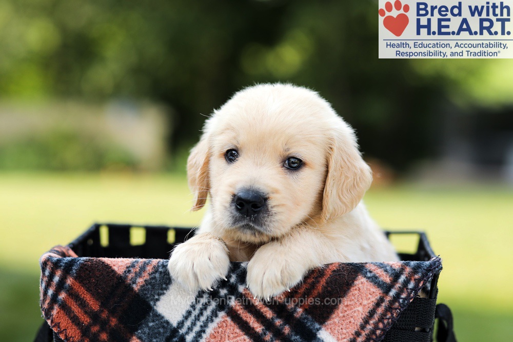Dash Image of Dash, a Golden Retriever puppy