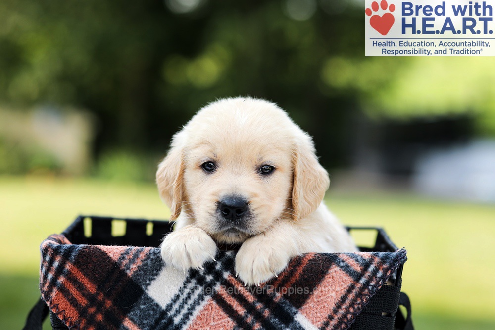 Dash Image of Dash, a Golden Retriever puppy