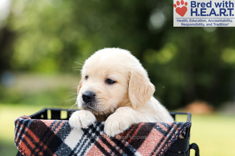 Dash Image of Dash, a Golden Retriever puppy