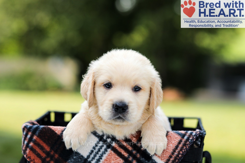 Dylan Image of Dylan, a Golden Retriever puppy