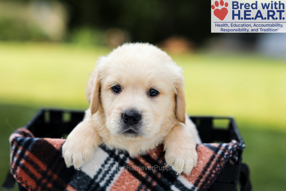 Dylan Image of Dylan, a Golden Retriever puppy