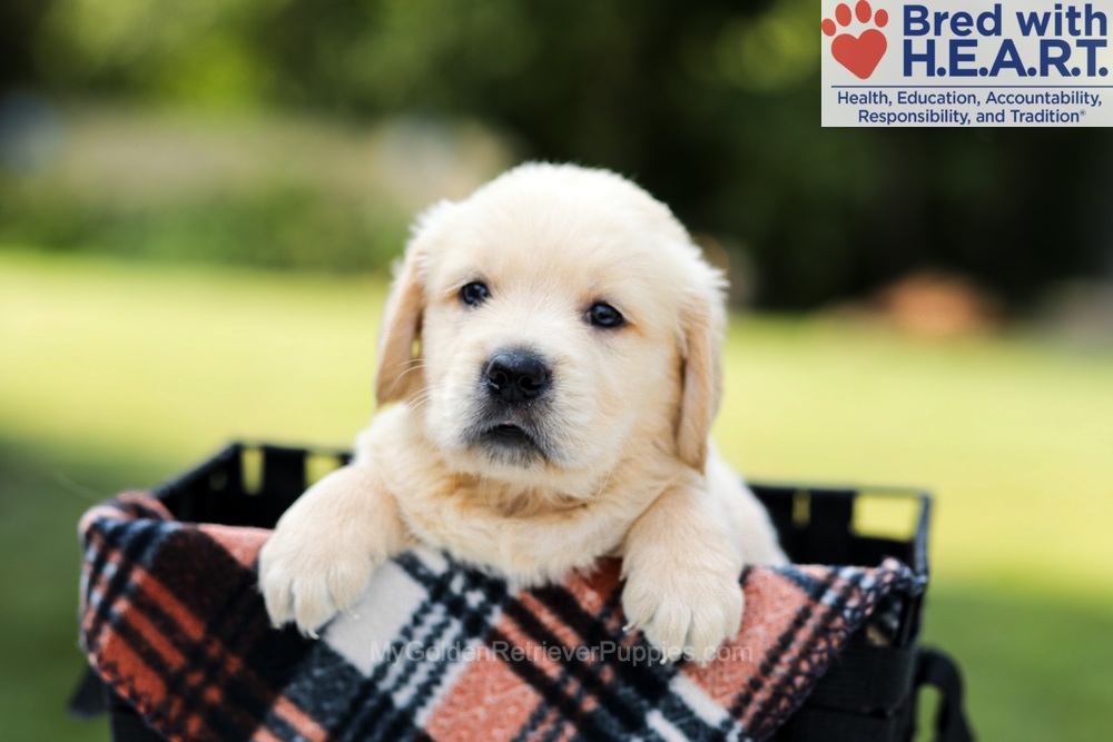 Dylan Image of Dylan, a Golden Retriever puppy