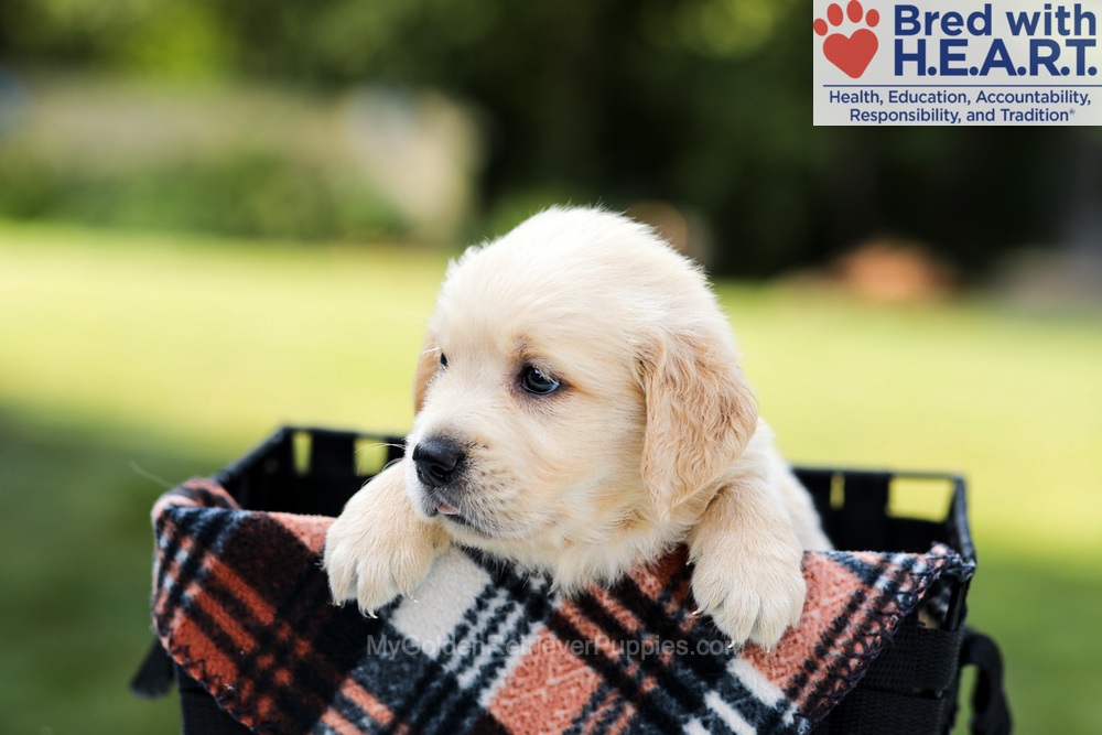 Dylan Image of Dylan, a Golden Retriever puppy