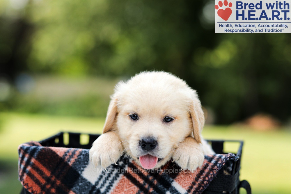 Dylan Image of Dylan, a Golden Retriever puppy