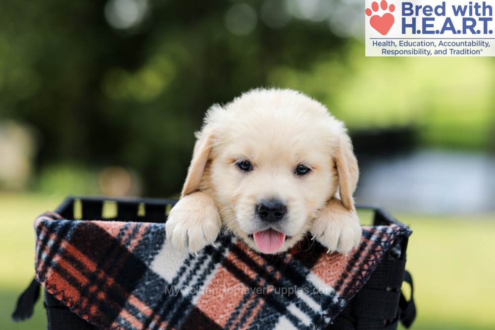 Dylan Image of Dylan, a Golden Retriever puppy