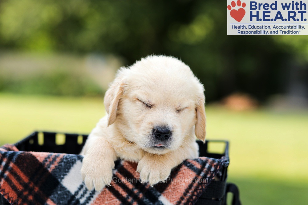 Dylan Image of Dylan, a Golden Retriever puppy