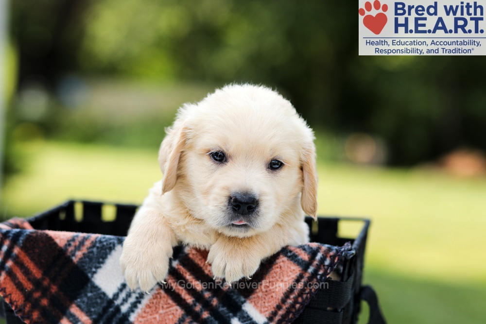 Dylan Image of Dylan, a Golden Retriever puppy