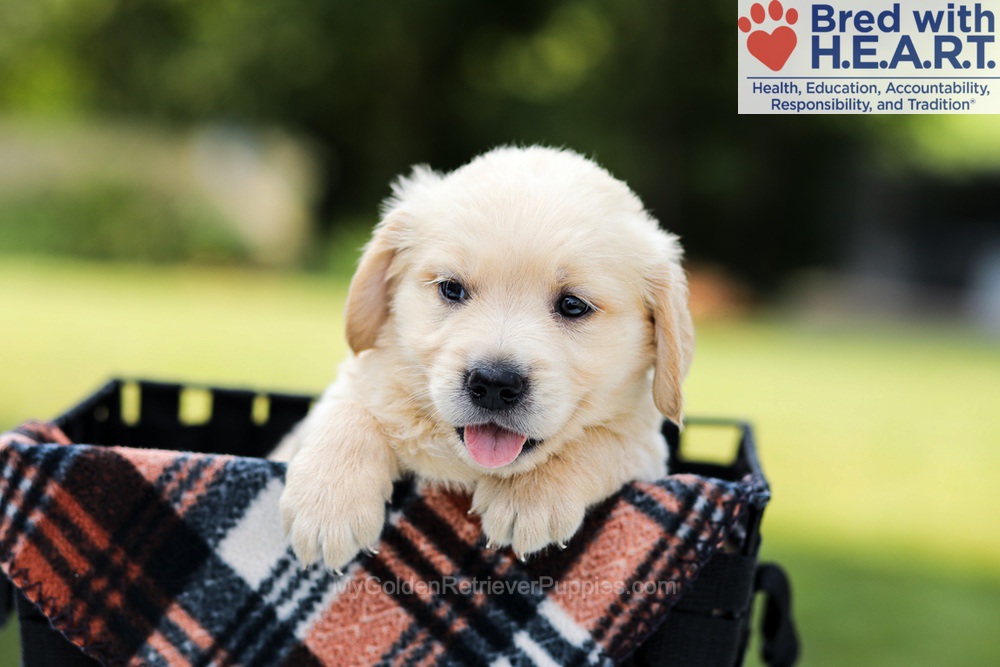 Dylan Image of Dylan, a Golden Retriever puppy
