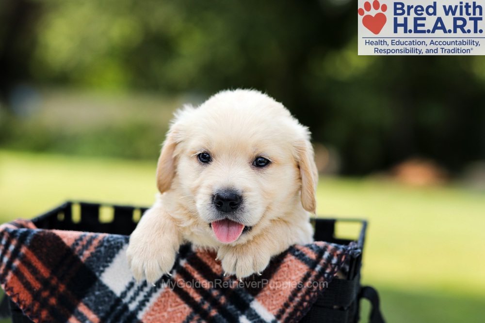 Dylan Image of Dylan, a Golden Retriever puppy