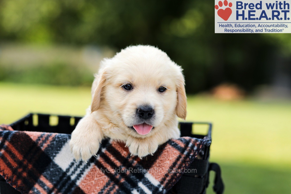 Dylan Image of Dylan, a Golden Retriever puppy