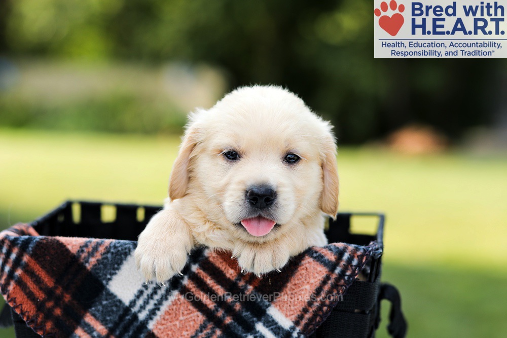 Dylan Image of Dylan, a Golden Retriever puppy