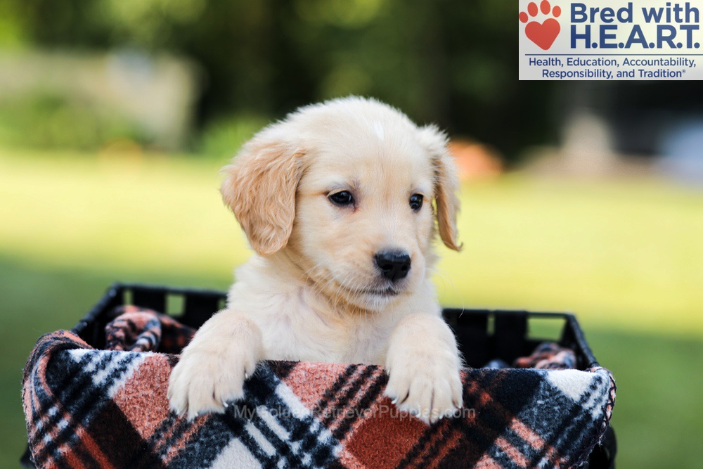 Ellie Image of Ellie, a Golden Retriever puppy