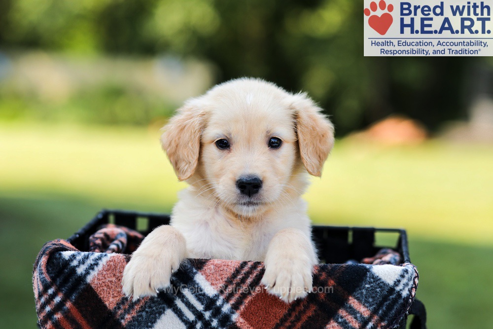 Ellie Image of Ellie, a Golden Retriever puppy