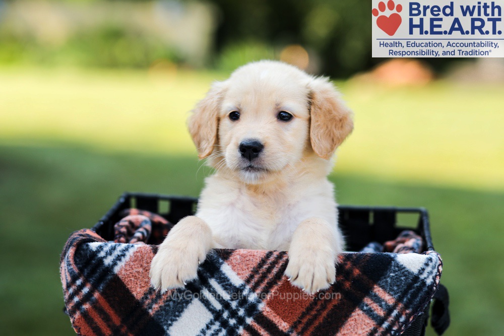 Ellie Image of Ellie, a Golden Retriever puppy