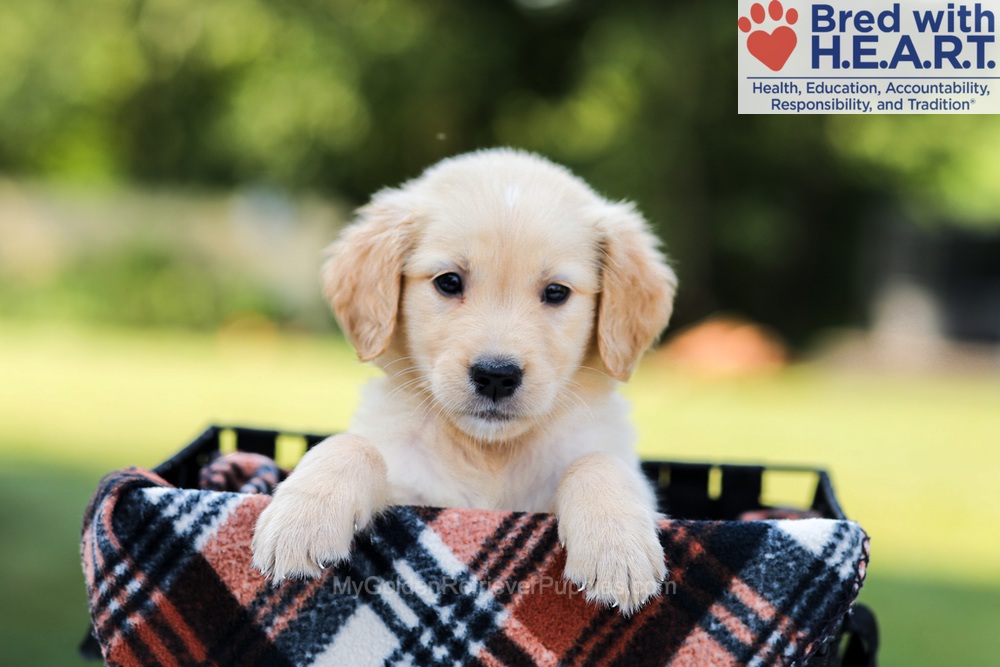 Ellie Image of Ellie, a Golden Retriever puppy