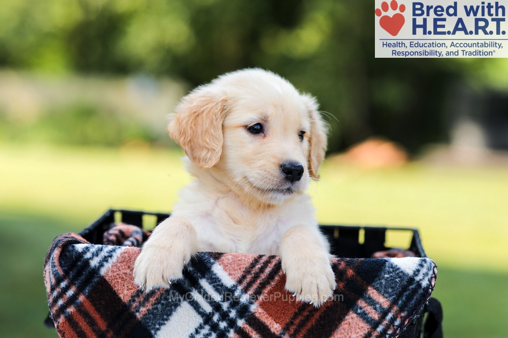 Ellie Image of Ellie, a Golden Retriever puppy