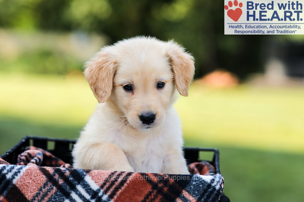 Ellie Image of Ellie, a Golden Retriever puppy