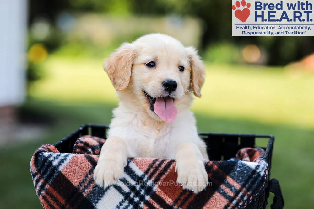 Ellie Image of Ellie, a Golden Retriever puppy