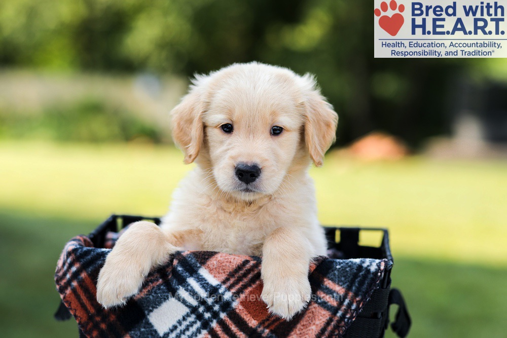 Enzo Image of Enzo, a Golden Retriever puppy