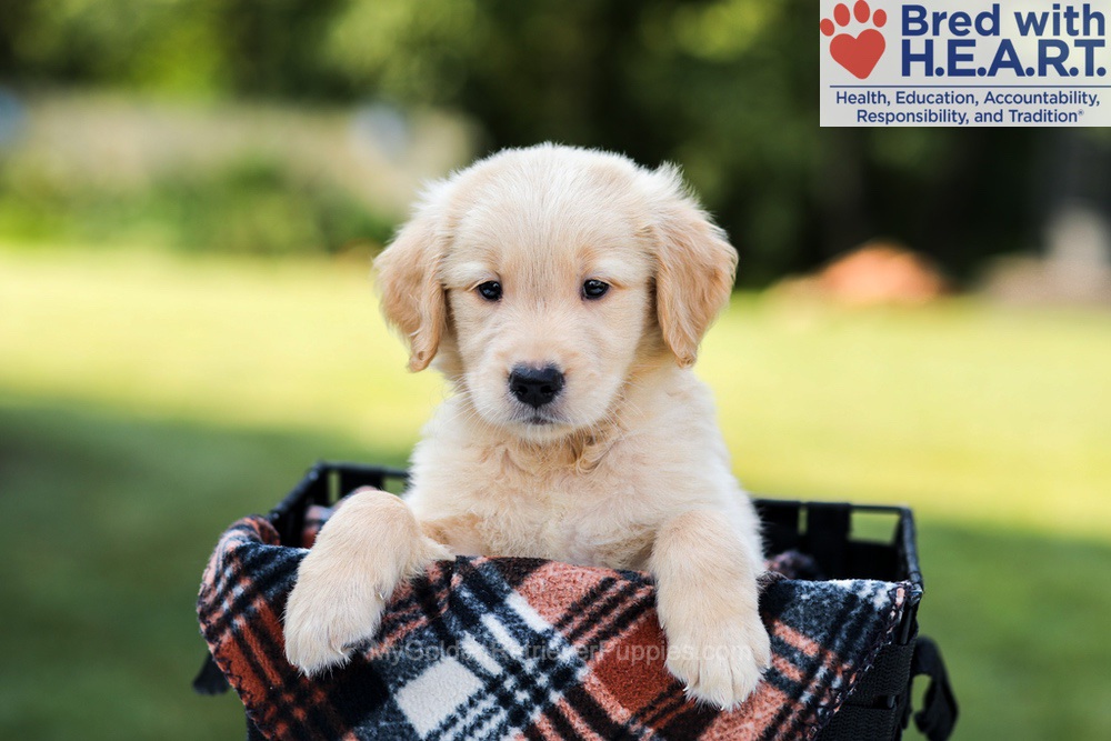 Enzo Image of Enzo, a Golden Retriever puppy
