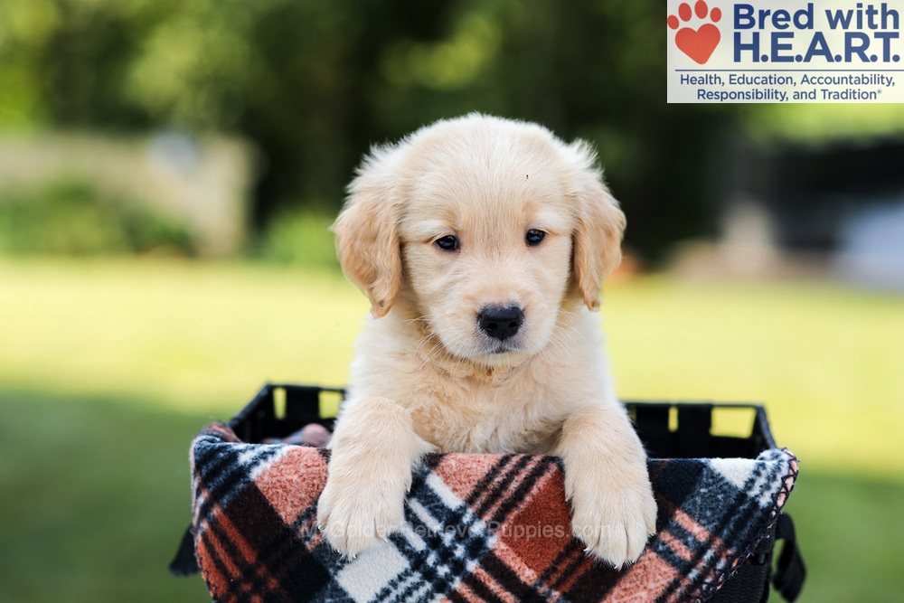 Enzo Image of Enzo, a Golden Retriever puppy