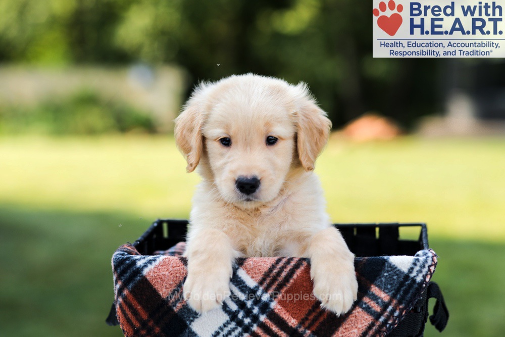 Enzo Image of Enzo, a Golden Retriever puppy