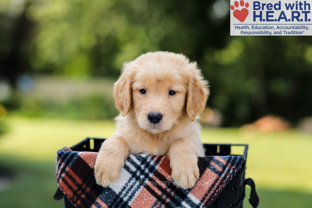 Evan Image of Evan, a Golden Retriever puppy