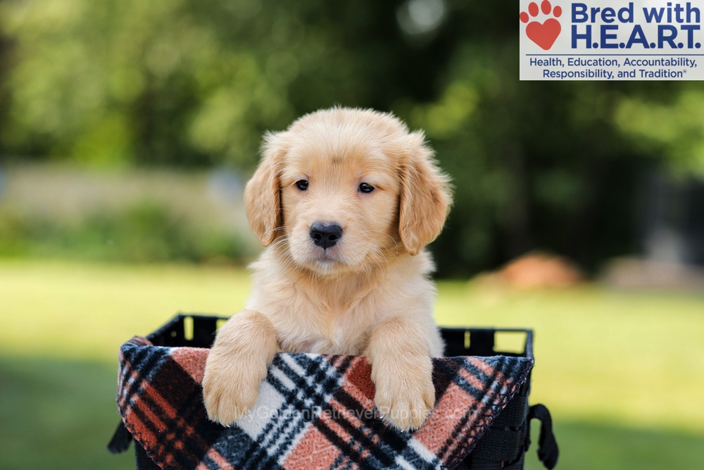 Evan Image of Evan, a Golden Retriever puppy