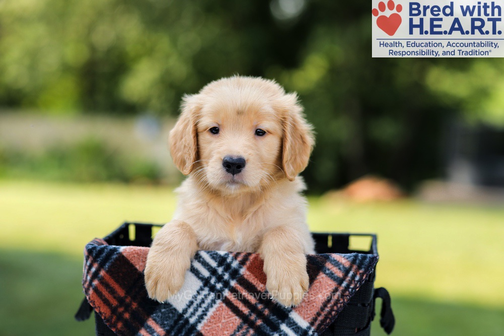 Evan Image of Evan, a Golden Retriever puppy