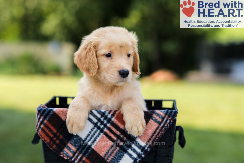 Evan Image of Evan, a Golden Retriever puppy