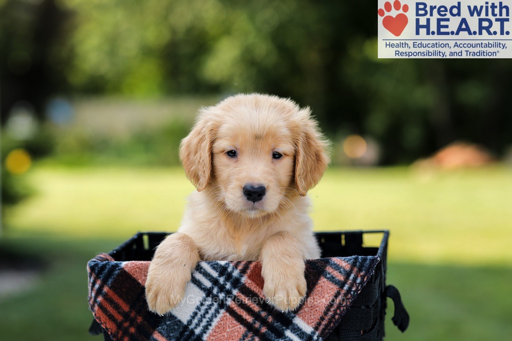 Evan Image of Evan, a Golden Retriever puppy