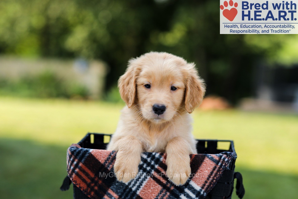 Evan Image of Evan, a Golden Retriever puppy