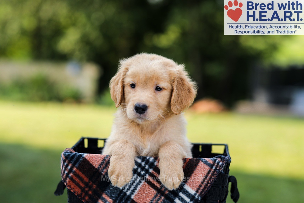 Evan Image of Evan, a Golden Retriever puppy