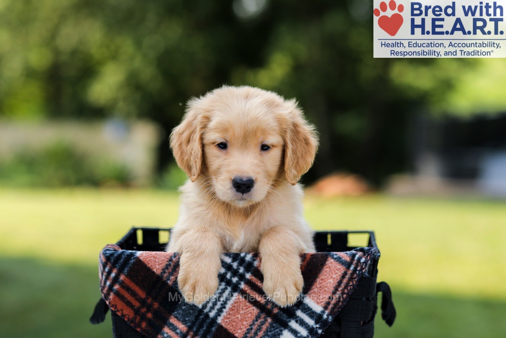 Evan Image of Evan, a Golden Retriever puppy