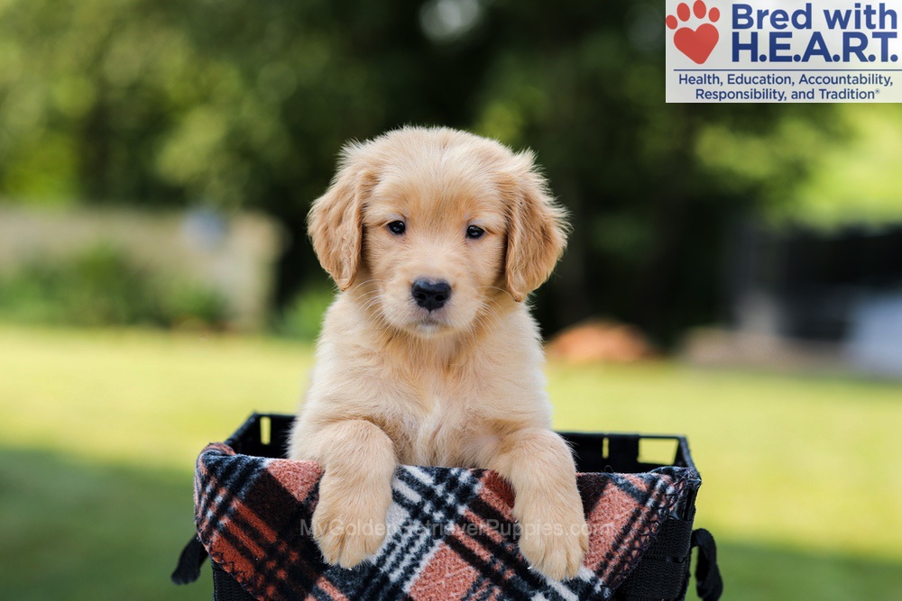 Evan Image of Evan, a Golden Retriever puppy