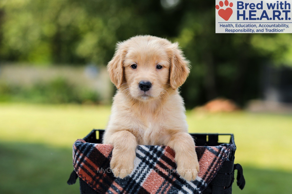 Evan Image of Evan, a Golden Retriever puppy