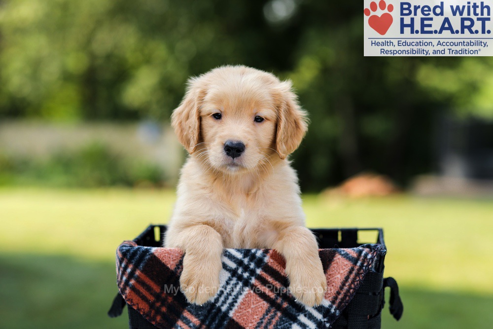 Evan Image of Evan, a Golden Retriever puppy