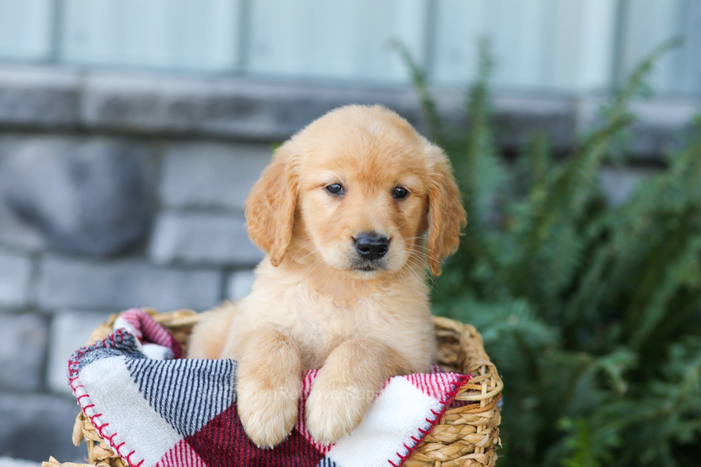 Faith Image of Faith, a Golden Retriever puppy