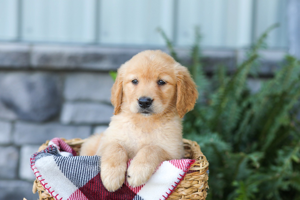 Faith Image of Faith, a Golden Retriever puppy