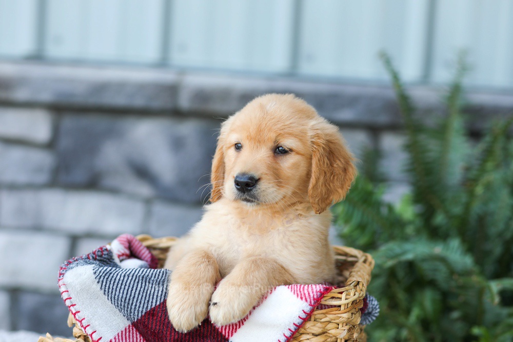Faith Image of Faith, a Golden Retriever puppy