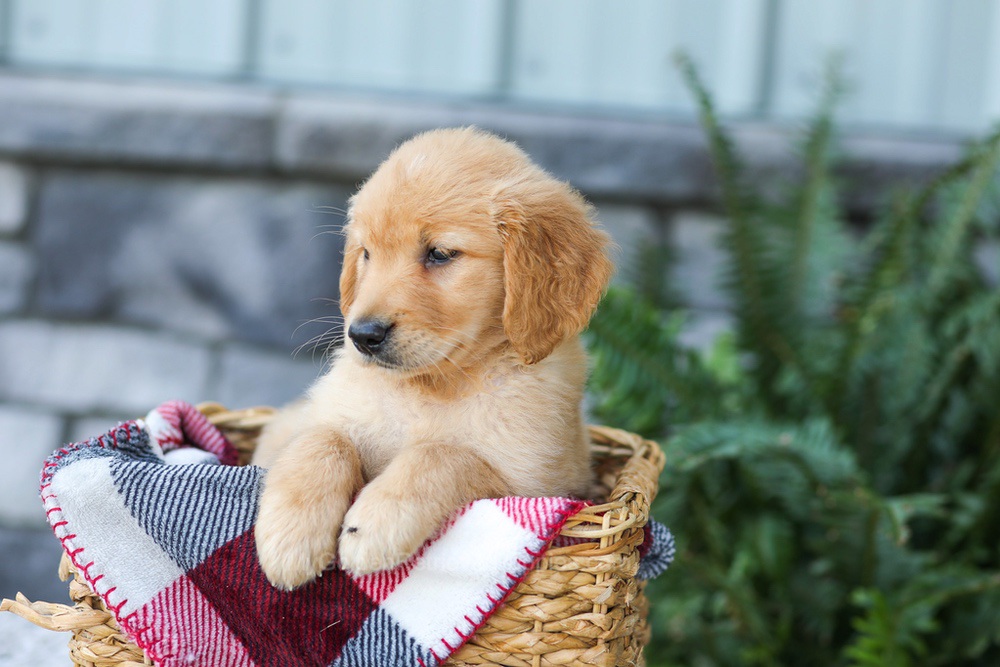 Faith Image of Faith, a Golden Retriever puppy