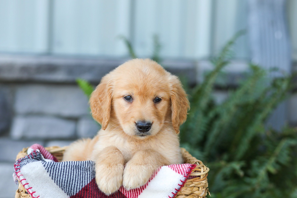 Faith Image of Faith, a Golden Retriever puppy